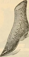 An illustration from Fall and winter 1895-6 price list for daily reference. (1895)