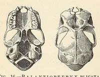 Picture 3 of 11 from The families and genera of bats (1907), leaf 116
