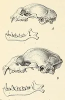 Picture 4 of 11 from The families and genera of bats (1907), leaf 136