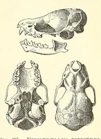 An illustration from The families and genera of bats (1907)