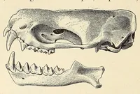 An illustration from The families and genera of bats (1907)