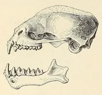 An illustration from The families and genera of bats (1907)