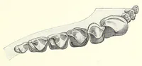 An illustration from The families and genera of bats (1907)