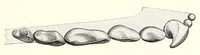 An illustration from The families and genera of bats (1907)