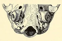 An illustration from The families and genera of bats (1907)