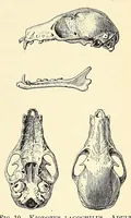 An illustration from The families and genera of bats (1907)
