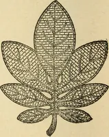 An illustration from Fancy work for pleasure and profit (1905)