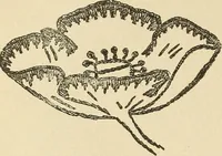 An illustration from Fancy work for pleasure and profit (1905)