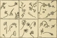 An illustration from Fancy work for pleasure and profit (1905)