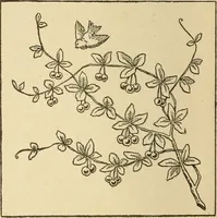 An illustration from Fancy work for pleasure and profit (1905)
