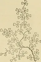 An illustration from Fancy work for pleasure and profit (1905)