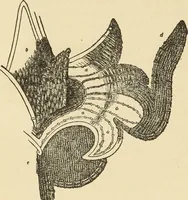 An illustration from Fancy work for pleasure and profit (1905)