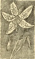 An illustration from Fancy work for pleasure and profit (1905)