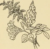 An illustration from Fancy work for pleasure and profit (1905)