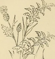 An illustration from Fancy work for pleasure and profit (1905)