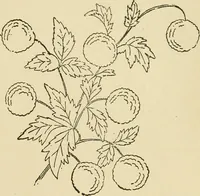 An illustration from Fancy work for pleasure and profit (1905)
