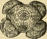 An illustration from Fancy work for pleasure and profit (1905)