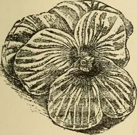 An illustration from Fancy work for pleasure and profit (1905)
