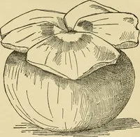 An illustration from Fancy work for pleasure and profit (1905)