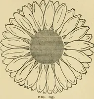 An illustration from Fancy work for pleasure and profit (1905)