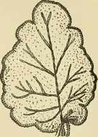 An illustration from Fancy work for pleasure and profit (1905)