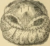 An illustration from Fancy work for pleasure and profit (1905)