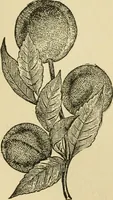 An illustration from Fancy work for pleasure and profit (1905)