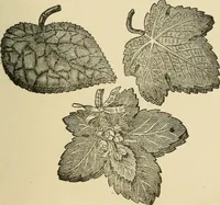 An illustration from Fancy work for pleasure and profit (1905)