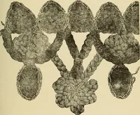 An illustration from Fancy work for pleasure and profit (1905)