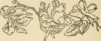 An illustration from Fancy work for pleasure and profit (1905)
