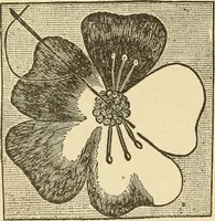 An illustration from Fancy work for pleasure and profit (1905)