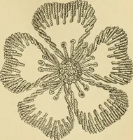 An illustration from Fancy work for pleasure and profit (1905)