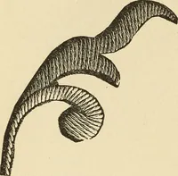 An illustration from Fancy work for pleasure and profit (1905)