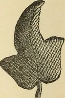 An illustration from Fancy work for pleasure and profit (1905)