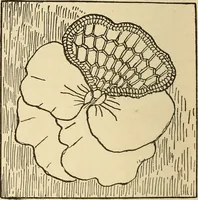 An illustration from Fancy work for pleasure and profit (1905)