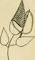 An illustration from Fancy work for pleasure and profit (1905)
