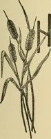An illustration from Fancy work for pleasure and profit (1905)