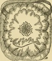 An illustration from Fancy work for pleasure and profit (1905)