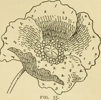 An illustration from Fancy work for pleasure and profit (1905)
