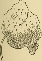 An illustration from Fancy work for pleasure and profit (1905)