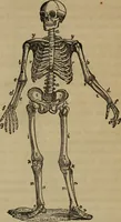 An illustration from Fascination (1848)