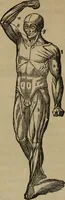 An illustration from Fascination (1848)