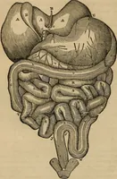 An illustration from Fascination (1848)