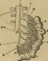 An illustration from Fascination (1848)