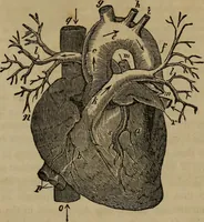 An illustration from Fascination (1848)