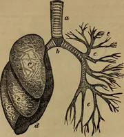 An illustration from Fascination (1848)