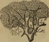 An illustration from Fascination (1848)