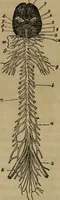 An illustration from Fascination (1848)