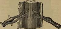 An illustration from Fascination (1848)