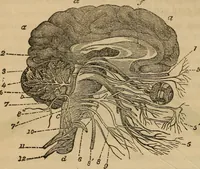 An illustration from Fascination (1848)